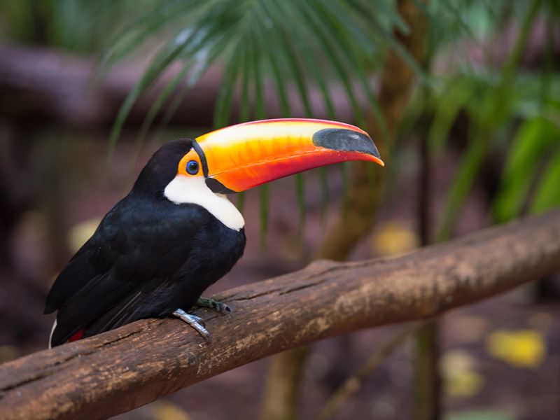 Close‑up of a toucan with a vivid orange and yellow beak at the bird park.